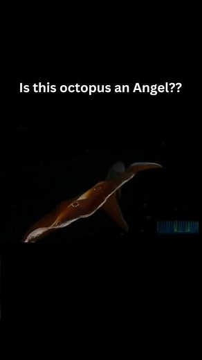 Octopus Are ALIEN! Just Watch! #shorts