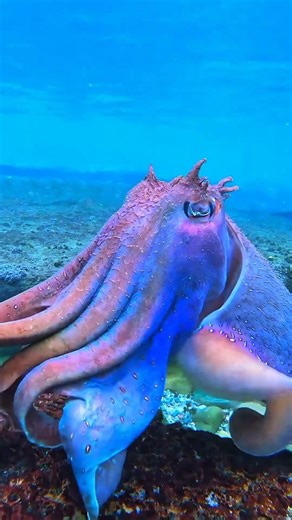 This “Alien Fish” Can Change Shape Instantly 😨