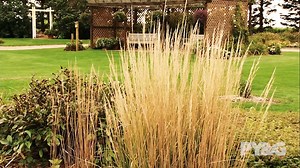  Support Prairie Yard & Garden! Your gift keeps us growing on Pioneer PBS.  Join as a Friend ($500) or Member ($60/yr).  pioneer.org/supportpioneer/ | Prairie Yard & Garden | Facebook