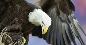 Bald eagle makes appearance ahead of PGA Tour event Charles Schwab Challenge