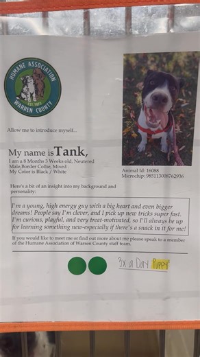 31K views · 420 reactions | Adoptable dogs 11-20  | Humane Association of Warren County | Facebook