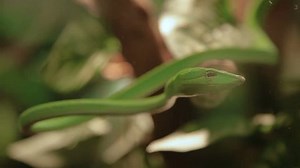 Green vine snake (Ahaetulla nasuta) in a special terrarium. Malaysia.