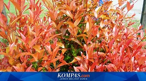 Dikira Tanaman Hias, Ternyata Herbal yang Ampuh Menyembuhkan Penyakit