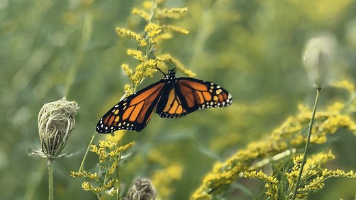 Monarch butterflies could be at further risk after hot, dry summer, researchers say