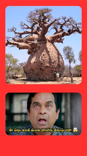 ఈ చెట్టు ఇంత మందిని కాపాడుతుందా 😱🤯 | STK FACTS