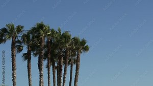 Beautiful clusters of palm trees in a tropical location