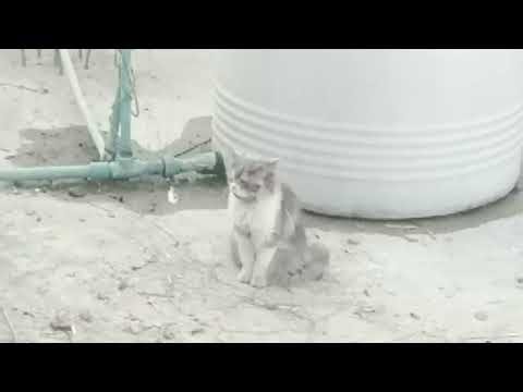 Another Beautiful Morning at Clarova Pets Family 🌞🐾 | Cute Pet Morning Routine