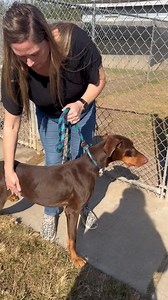 Where are the boy moms? Dawson is in need of a foster home. Please consider opening your heart and home to Dawson. HADR provides EVERYTHING for our dogs in foster. Please email us at contact@hadr.org if you have questions. | Houston Area Doberman Rescue