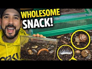 Dairy Cow Isopod Enclosure Setup | Bioactive Cleanup Crew for Turtles