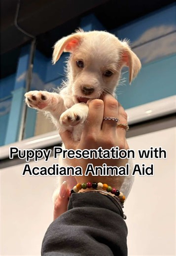 Acadiana Animal Aid hosted a wonderful puppy demonstration for the CMA kids this morning!🐶 They learned all about the responsibilities that come with adopting a new pet. In addition to learning how and where our furry friends prefer to be touched.🐾 Some of these foster puppies are still up for adoption, as well as many other dogs & cats @Acadiana Animal Aid !🐈‍⬛🐕