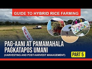Guide to Hybrid Rice Farming - Part 5 (Harvesting and Post-harvest Management)
