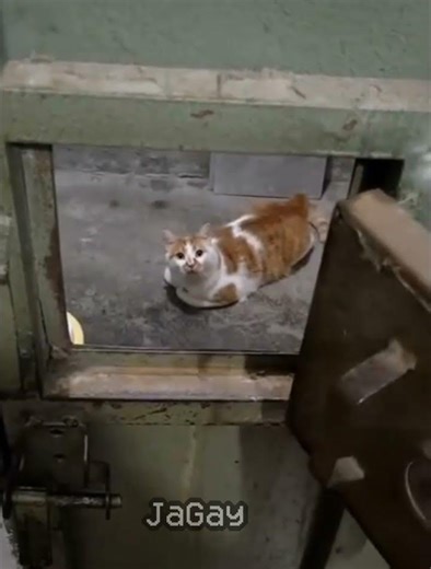 half life (0.1.9) (no effort) #halflife #halflife1