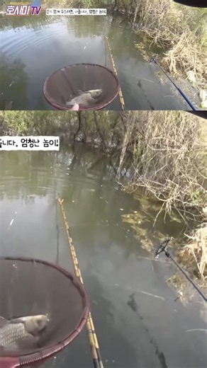 내림낚시로 4짜급 토종붕어 잡다