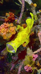 Do you think frogfish are underrated predators?! 😱 Not only can they mimic their environment almost perfectly, but check out how they get around! 🎥: Andrii Slonchak Photography #frogfish #fish #marinelife #scubadiving #underwaterworld #seekadventure | PADI