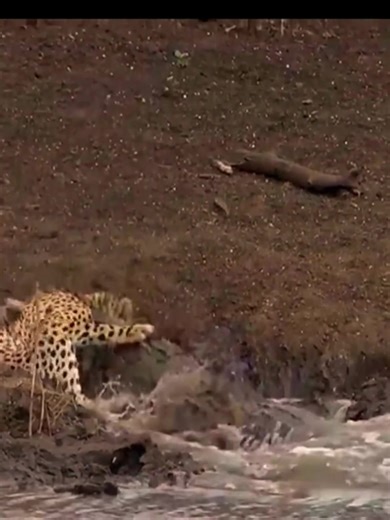 38K views · 218 reactions | Island Escapades Exploring the Unique Wildlife of Islands #IslandEscapades #IslandWildlife #Tropical_R | Siguil Hydro Power Corporation | Facebook