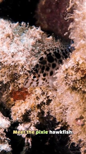 Big Eyes, Small Hunter - Pixy Hawkfish #shorts #fish #ocean #facts