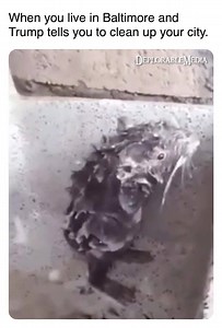 Deplorable Media on Reels