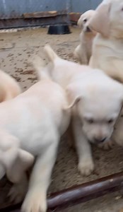 Pacheco kennels 508-254-8444 Labrador retrievers since 1972 | Pacheco Kennels