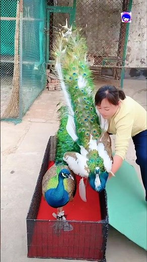 Peacock flying video #peacock #flyingpeacock #birds