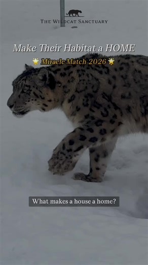 Will you help us Make Their Habitat A Home? 🌟🐾 Miracle Match 2026 is here! For cats like Raj and his 150 feline friends, have your gift DOUBLED today ✌️. 2X the impact, 2X the compassion. DOUBLE your gift at the 🔗 in our bio! #snowleopard #snowleopards #catsanctuary #wildlifesanctuary #makeadifference