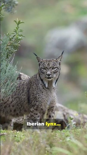 Lynx: Ears, Diet, Enemies, Habitat, and more