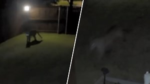 Mountain lion spotted in Frisco, near Lake Lewisville, TPWD says
