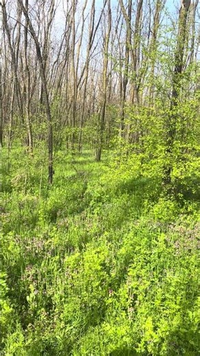 Petarda Wolf 1 #fireworks #pyro #firecracker #fyp