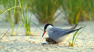 501K views · 10K reactions | Common tern (Sterna hirundo) Europe, Asia, North America. | BIRDS & Nature | Facebook