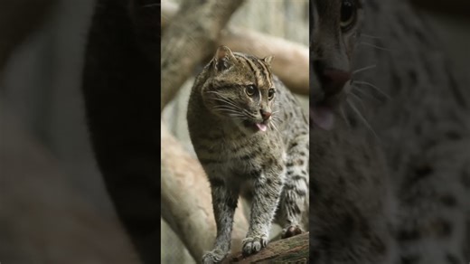 Fishing cat demonstrates expert skills in catching prey
