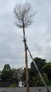 Arini kerja tebang pokok 😆 bnyk kerja2 menukang, ngecat dn nk gnti pintu pagar kayu ada yg 3batang dh repot. Nk settle sblom Ramadhan ni. | Amy Search