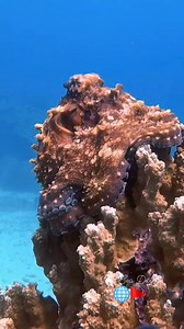 A huge octopus clinging to the reef, showing off its power and incredible camouflage! 🐙💪 These intelligent creatures never fail to amaze. Join us and explore the wonders of the underwater world! #octopus #seacreatures #redsea #underwaterlife #octopuslove #fblifestyle | Red Sea Diving
