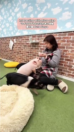 The pig's reaction to the treat was amazing! Micro Pig Interaction Experience #pig