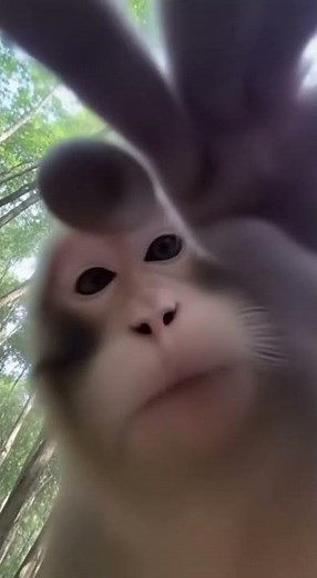 Monkey Steals GoPro: Best Animal POV Moments EVER 😂 #Wildlife