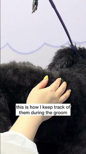 Dog Grooming Safety: How to Avoid Nicking Warts While Clipping