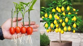 279K views · 2.9K reactions | How to Grow Lemons Quickly and Produce Bountiful Fruit | Great DIY Idea | Facebook