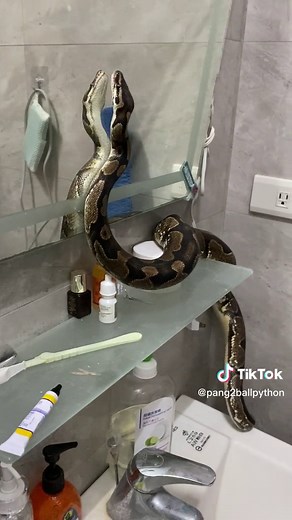 拍攝者不救：#球蟒 #ballpython