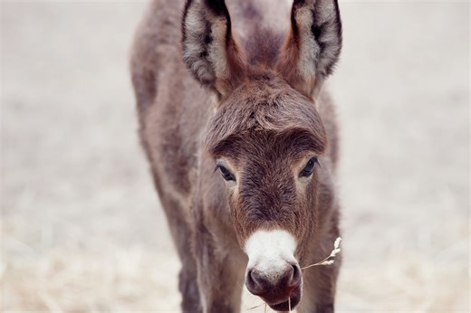 Woman Rescues Baby Donkey From Slaughterhouse. Now She Gives Her New Owner This Sweet Morning Greeting
