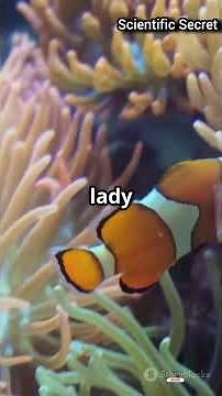 Clownfish Sex Change Explored: The Science of Sequential Hermaphroditism #shortvideo #shorts