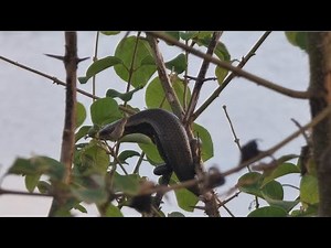 Arboreal Skink Climbing a Thorny Tree | Amazing Lizard Sighting