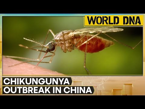 China Hit by Major Chikungunya Outbreak, Reports Over 7,000 Cases | WION DNA News