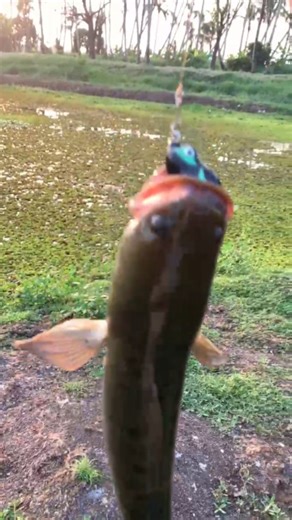 TR Fishing Garage on Instagram: "🎣Lucana Chito Frog Reslt🎣 Rod Pantam Snper Spn 🎣TR Fishing Garage Angler 🎣 🎣Sessan 2 😀😀😀🎣 @_anglers_journey_ @vks_fishing_tackle_rajakkad @top_water_fishing10 @eagle_fisher__ @freaks_man_mallu_ @muhammedswalihec"