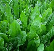 Forage Chicory