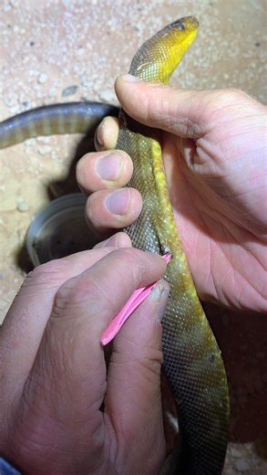 Loïc Lehygge on Instagram: "Encore faut-il que je retrouve la dernière vidéo … Les tiques ne s’attaquent pas seulement aux chiens ou aux humains : elles peuvent aussi parasiter les serpents. Ces petits parasites se fixent sur la peau du reptile pour se nourrir de son sang souvent autour de la tête là où la peau est plus fine.mais toute écaille sous laquelle ils peuvent se glisser fera l’affaire. Certains serpents chassant dans les terriers de rongeurs ou grimpant aux arbres sont encore plus à ri