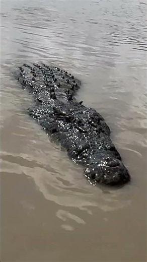 HOW BIG whats the biggest croc or qator vou ve ever seen