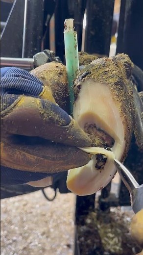 Sometimes you’re just so sure…#shortsfeed #oddlysatisfying #cleaning