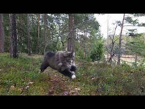 Norwegian forest cat or skogkatt. A big fluff on the run.