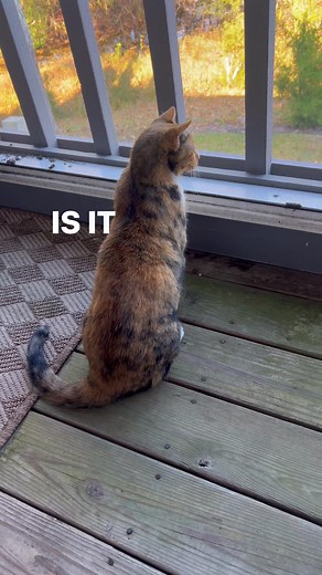 All behavior is communication- even in cats. Pay attention to her tail and her ears, especially at the end. Never did figure out what grabbed her attention. #cats #behavior #nature #catlife | Pamela Palanza