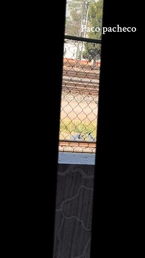 Paco R Pacheco on TikTok