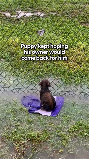 2.4M views · 151K reactions | He was in heaven digging out each toy 勺 Slugger's foster mom, Patti, told us how much he loved "collecting" toys in his bed, so we decided we had to send him a giant gift basket to see how he'd react to toys! | The Dodo | Facebook