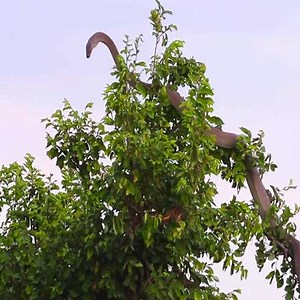 Black mamba vs Mongoose fighting in a tree | University Animals